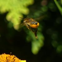 Heide-Blattschneiderbiene (Megachile ericetorum)