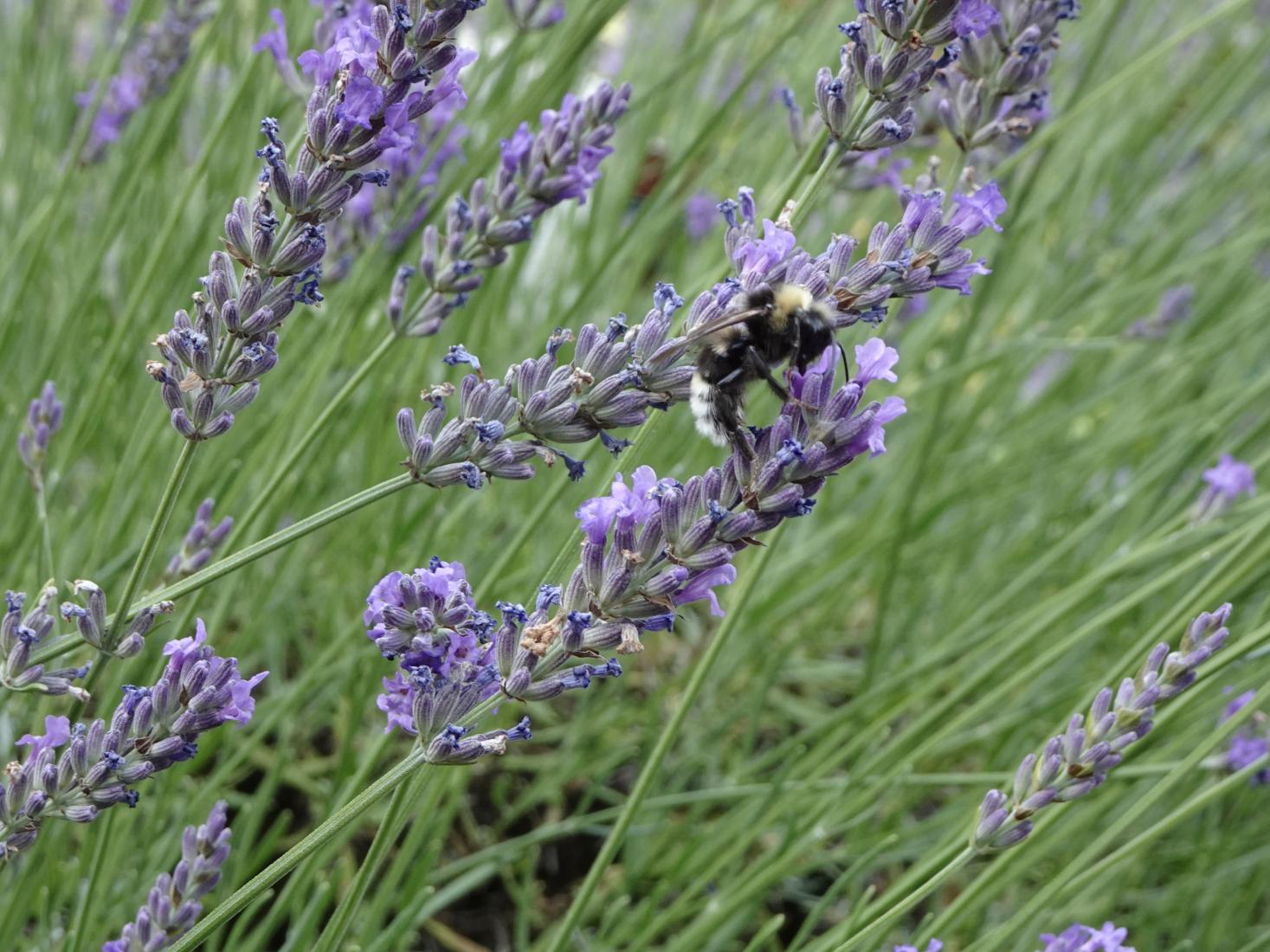 Helle Erdhummel (Bombus lucorum)