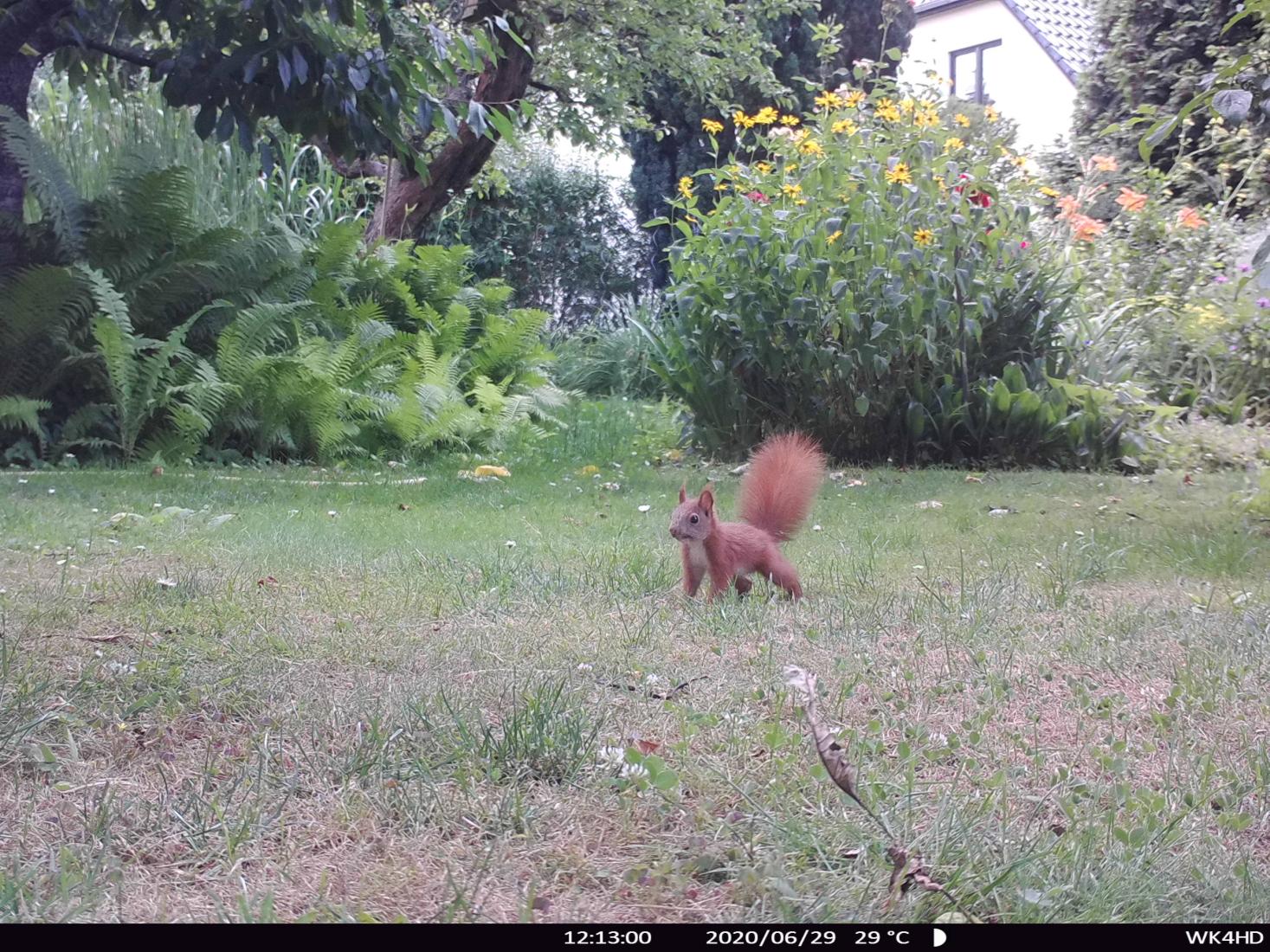 Eichhörnchen