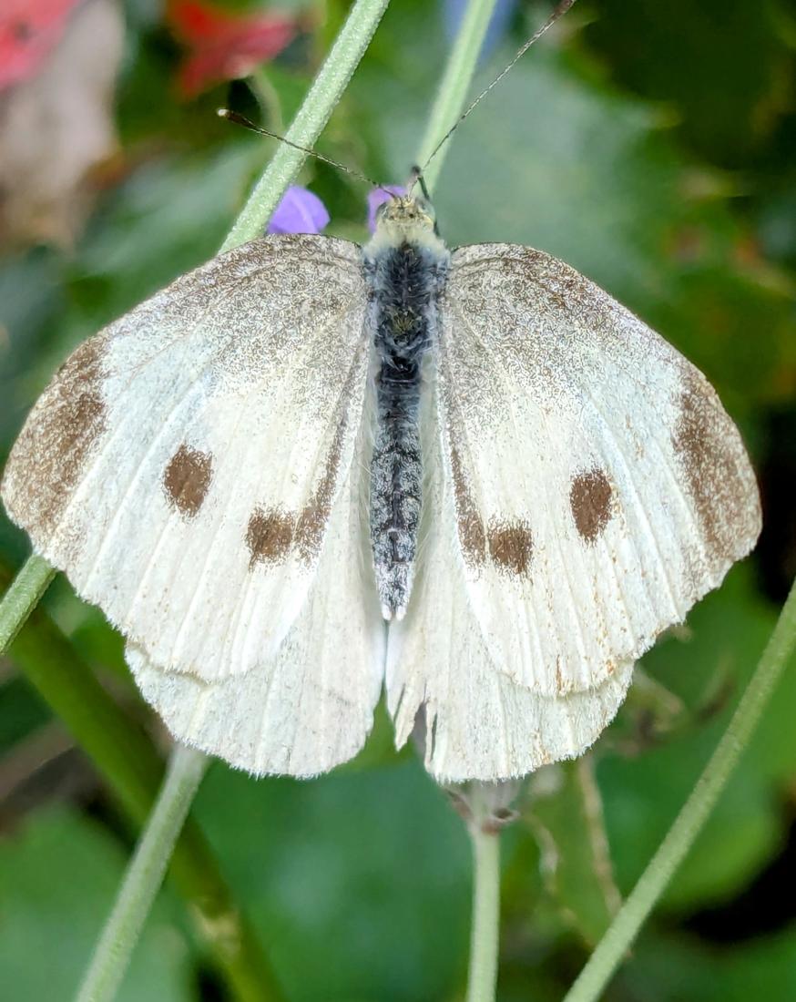 Kleiner Kohlweißling