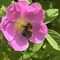 Baumhummel