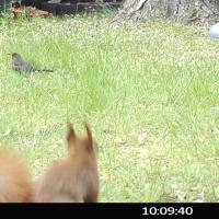 Eichhörnchen + Amsel